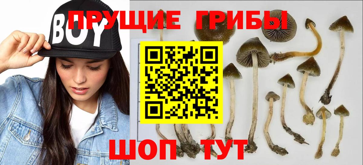 Заринск  Псилоцибиновые грибы мицелий  Галлюциногенные грибы мухоморы  Вход с VPN 
